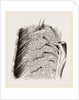 Vascular Apparatus of Whale by Anonymous