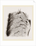 Vascular Apparatus of Whale by Anonymous