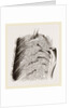 Vascular Apparatus of Whale by Anonymous