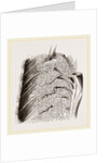 Vascular Apparatus of Whale by Anonymous