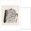 Vascular Apparatus of Whale by Anonymous