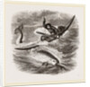 Spearing the Narwhal by Anonymous