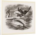 Spearing the Narwhal by Anonymous
