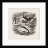 Spearing the Narwhal by Anonymous
