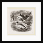Spearing the Narwhal by Anonymous