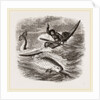 Spearing the Narwhal by Anonymous