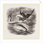 Spearing the Narwhal by Anonymous