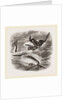 Spearing the Narwhal by Anonymous