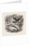 Spearing the Narwhal by Anonymous