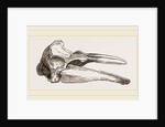 Skull of Dolphin by Anonymous