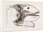 Section of Head Porpoise by Anonymous