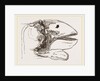 Section of Head Porpoise by Anonymous