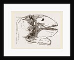 Section of Head Porpoise by Anonymous
