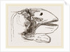 Section of Head Porpoise by Anonymous