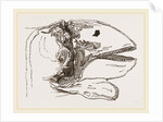Section of Head Porpoise by Anonymous