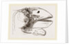 Section of Head Porpoise by Anonymous