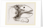 Section of Head Porpoise by Anonymous