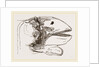 Section of Head Porpoise by Anonymous