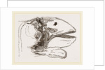 Section of Head Porpoise by Anonymous