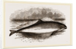 Common Porpoise by Anonymous