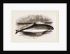 Common Porpoise by Anonymous