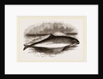 Common Porpoise by Anonymous