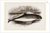 Common Porpoise by Anonymous