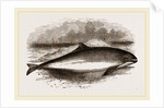 Common Porpoise by Anonymous