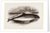 Common Porpoise by Anonymous