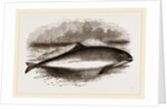 Common Porpoise by Anonymous