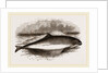 Common Porpoise by Anonymous