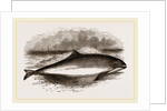 Common Porpoise by Anonymous