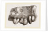 Fossil Teeth of Zeuglodon by Anonymous