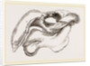 Skull of Dugong by Anonymous