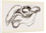Skull of Dugong by Anonymous