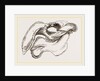 Skull of Dugong by Anonymous