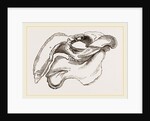 Skull of Dugong by Anonymous