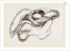 Skull of Dugong by Anonymous