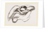Skull of Dugong by Anonymous