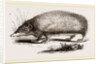 Spiny Tenrec by Anonymous