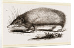 Spiny Tenrec by Anonymous