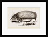 Spiny Tenrec by Anonymous