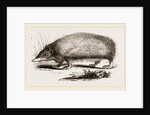 Spiny Tenrec by Anonymous
