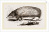 Spiny Tenrec by Anonymous
