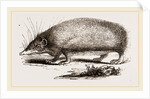 Spiny Tenrec by Anonymous