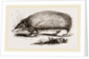Spiny Tenrec by Anonymous