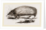 Spiny Tenrec by Anonymous