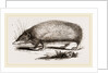 Spiny Tenrec by Anonymous