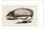 Spiny Tenrec by Anonymous