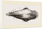 Head of Tupaia Tana by Anonymous
